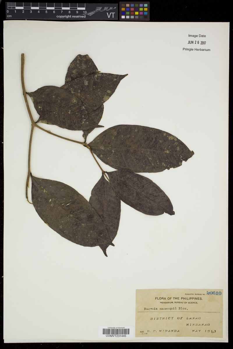 Eugenia mananquil — photo