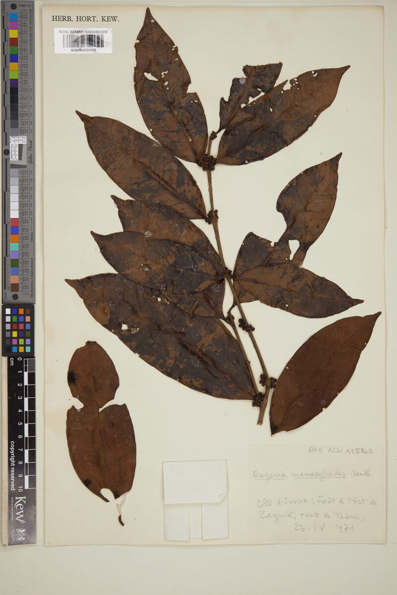 Eugenia memecyloides — photo