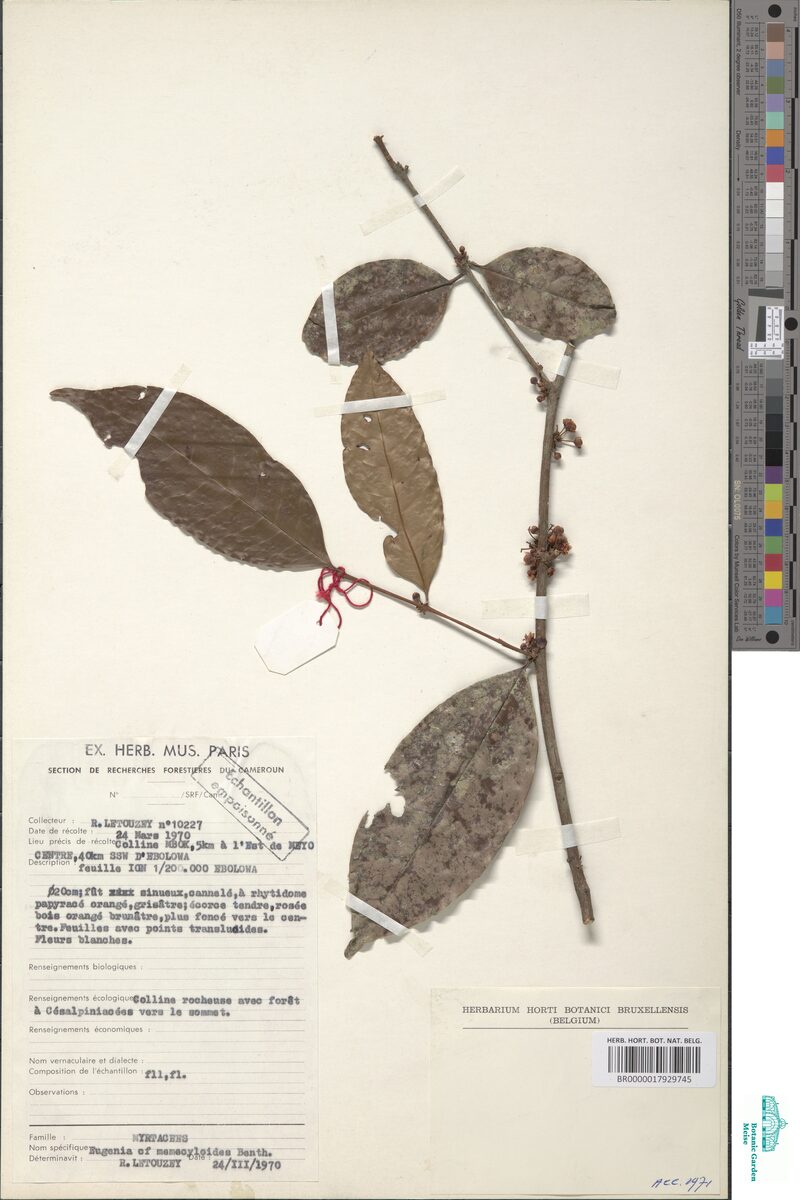 Eugenia memecyloides — photo