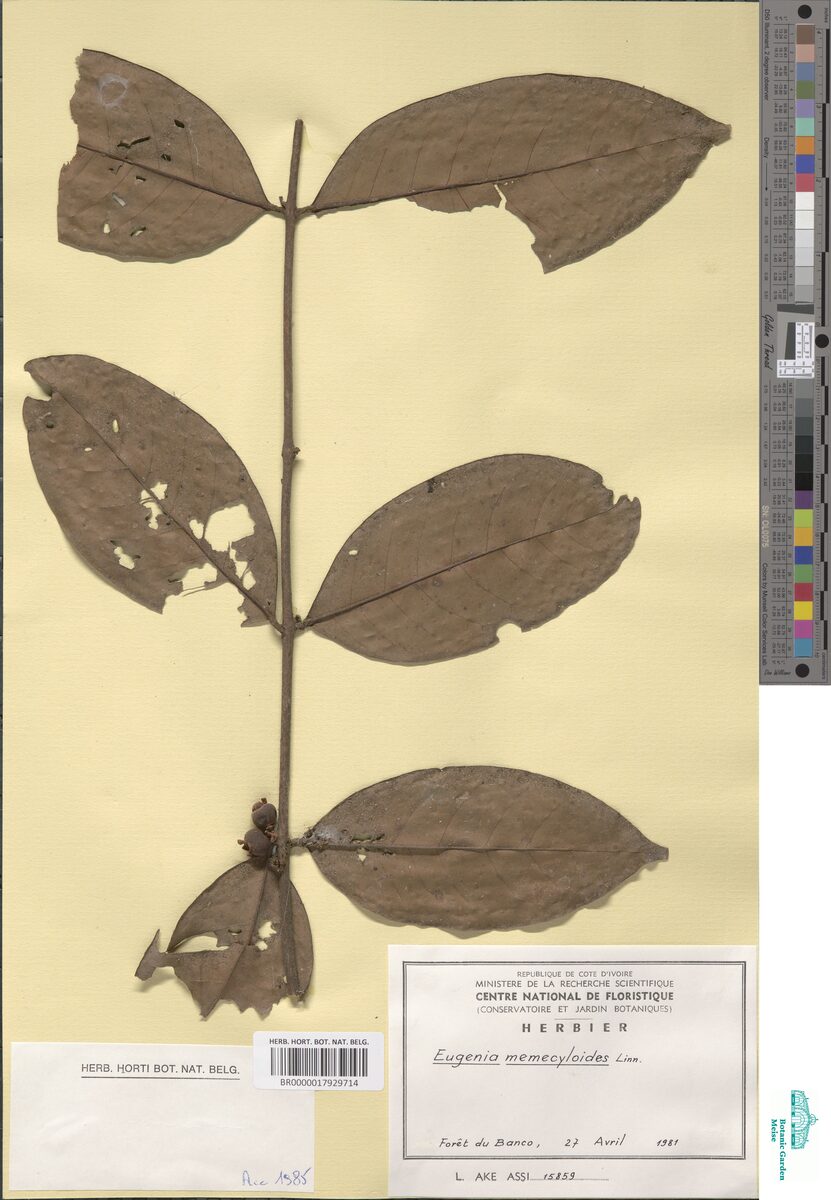 Eugenia memecyloides