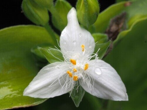 Eugenia monticola (Small-leaf) — photo