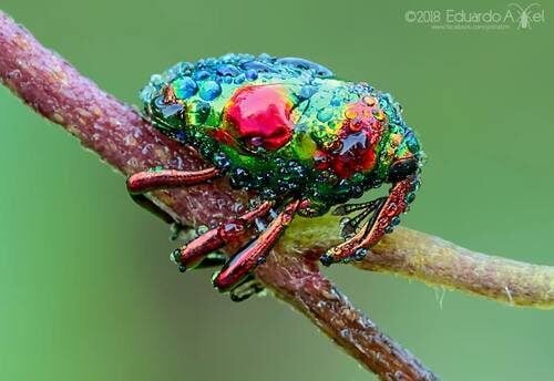 Eugenia myrcianthes (Ivai) — photo