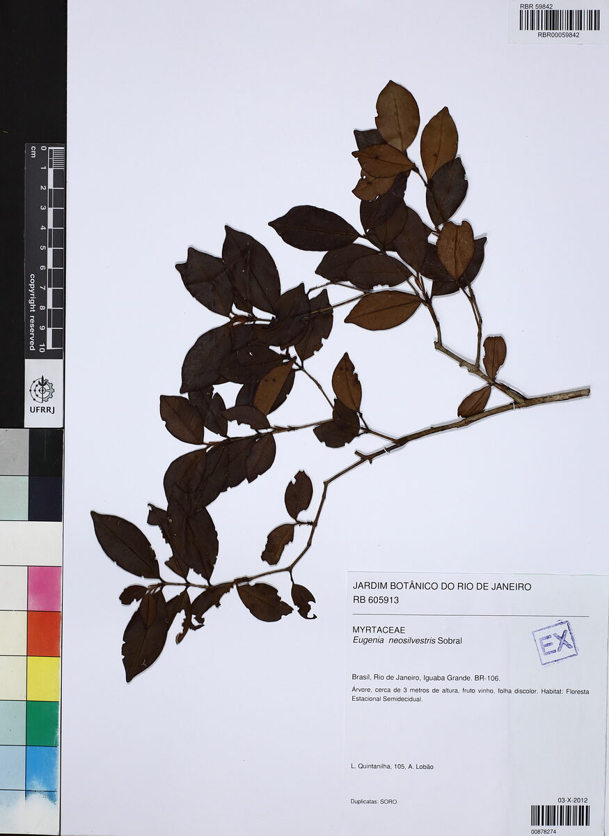 Eugenia neosilvestris