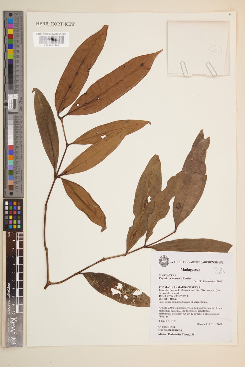Eugenia nompa