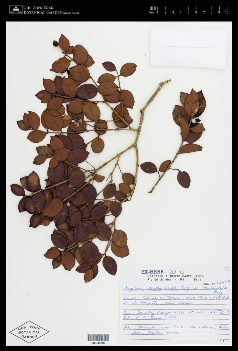 Eugenia pachyclada