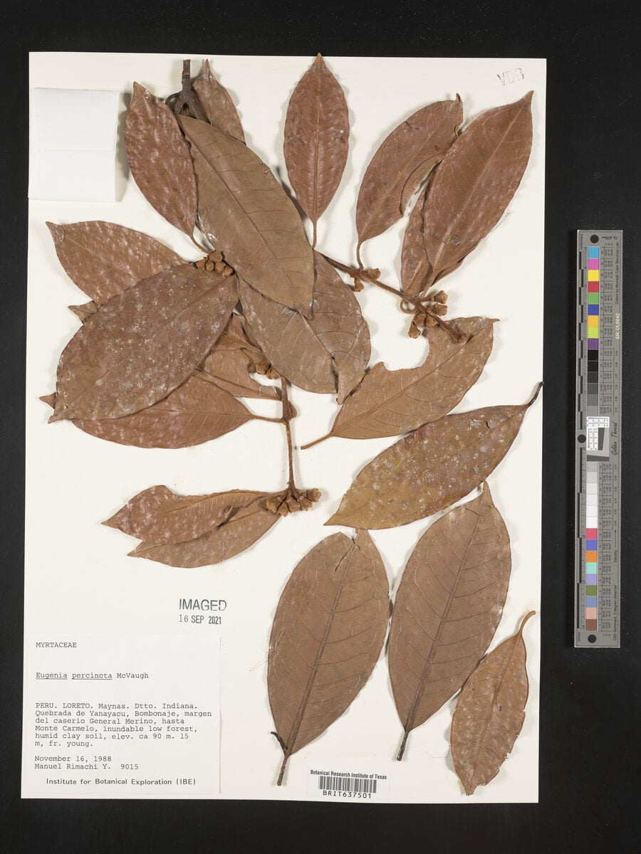 Eugenia percincta