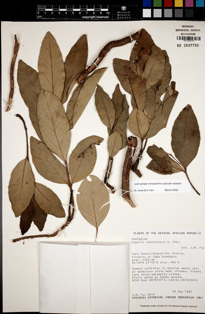 Eugenia subherbacea — photo