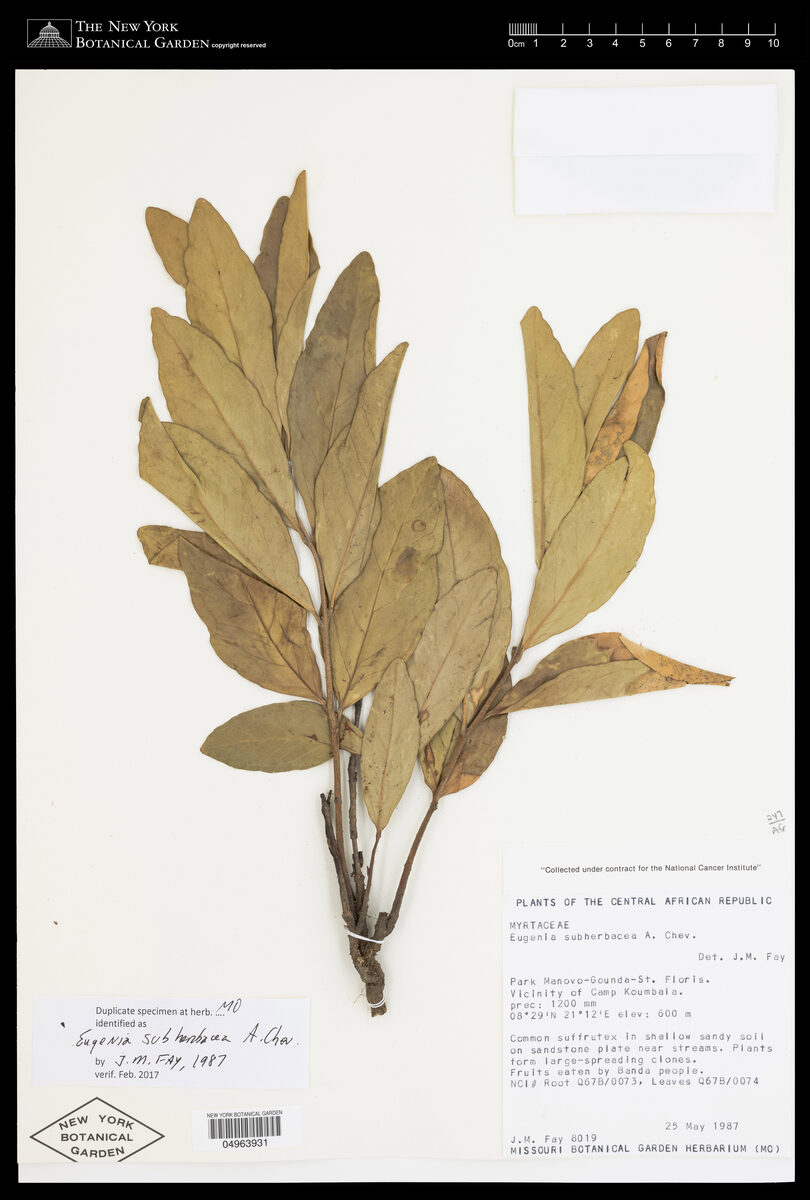 Eugenia subherbacea — photo