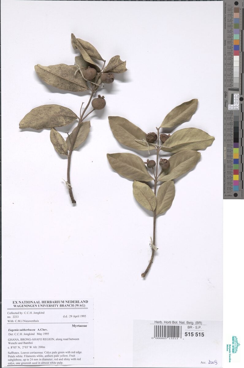 Eugenia subherbacea