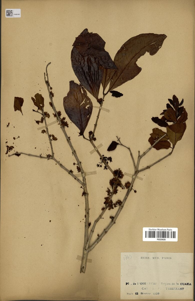Eugenia tisserantii — photo