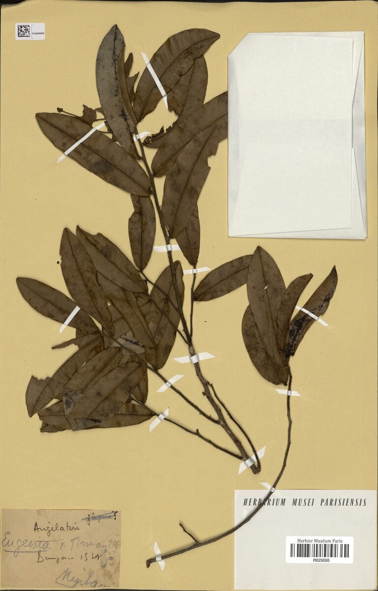 Eugenia tisserantii — photo