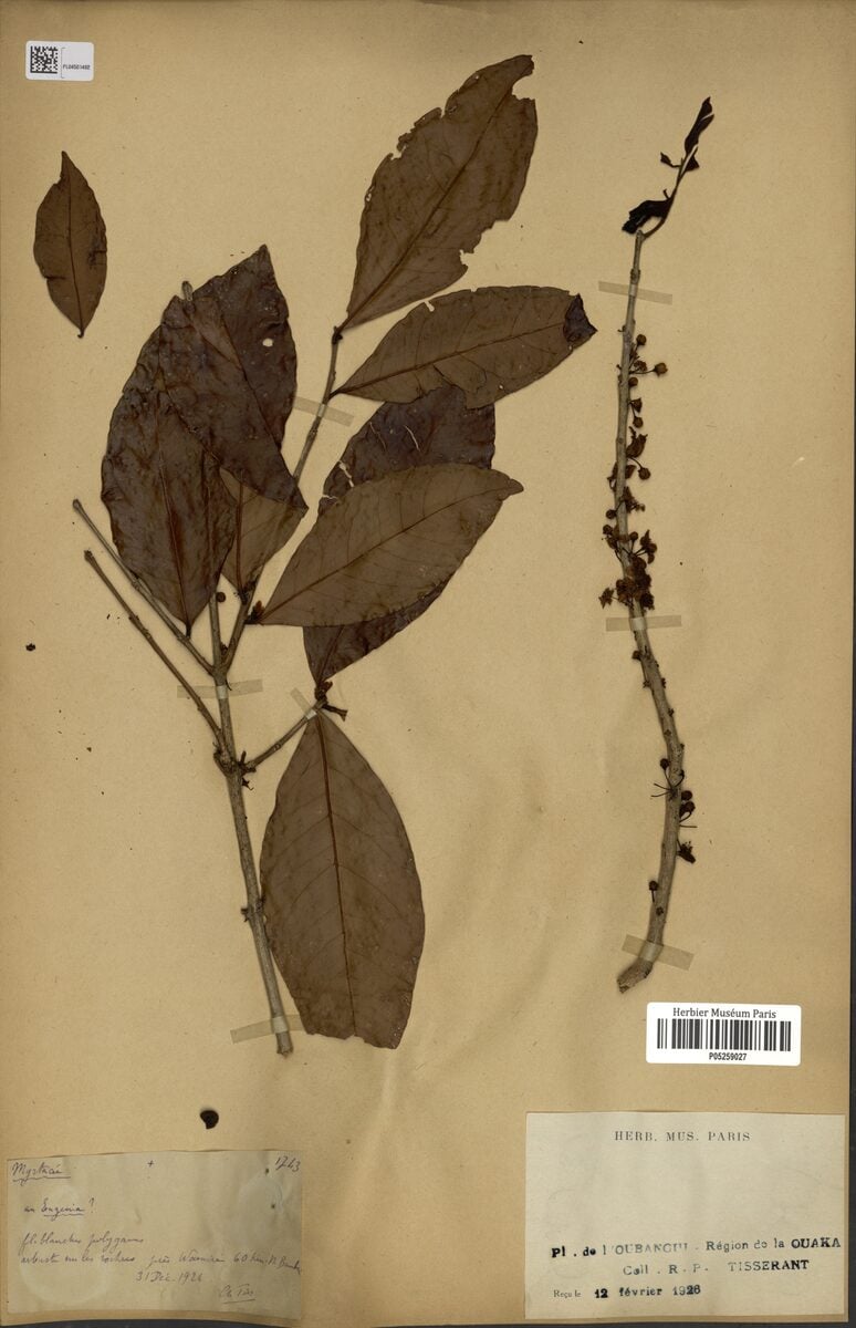 Eugenia tisserantii