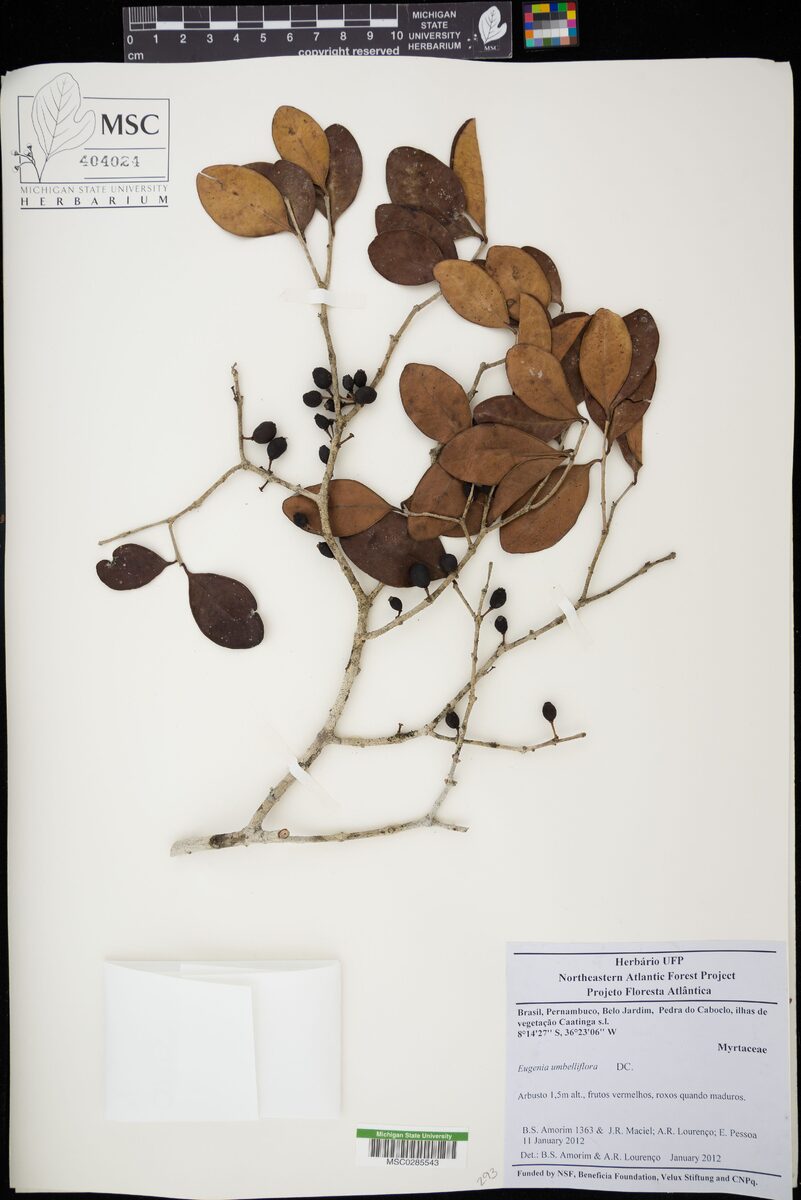 Eugenia umbelliflora (Guape) — photo