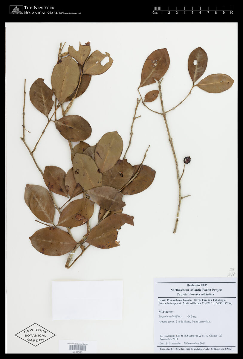 Eugenia umbelliflora (Guape) — photo