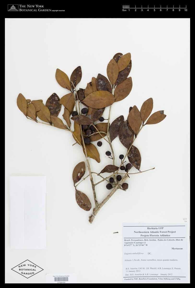 Eugenia umbelliflora