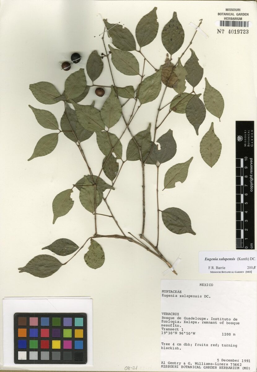 Eugenia xalapensis — photo