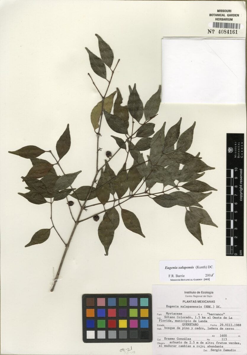Eugenia xalapensis — photo