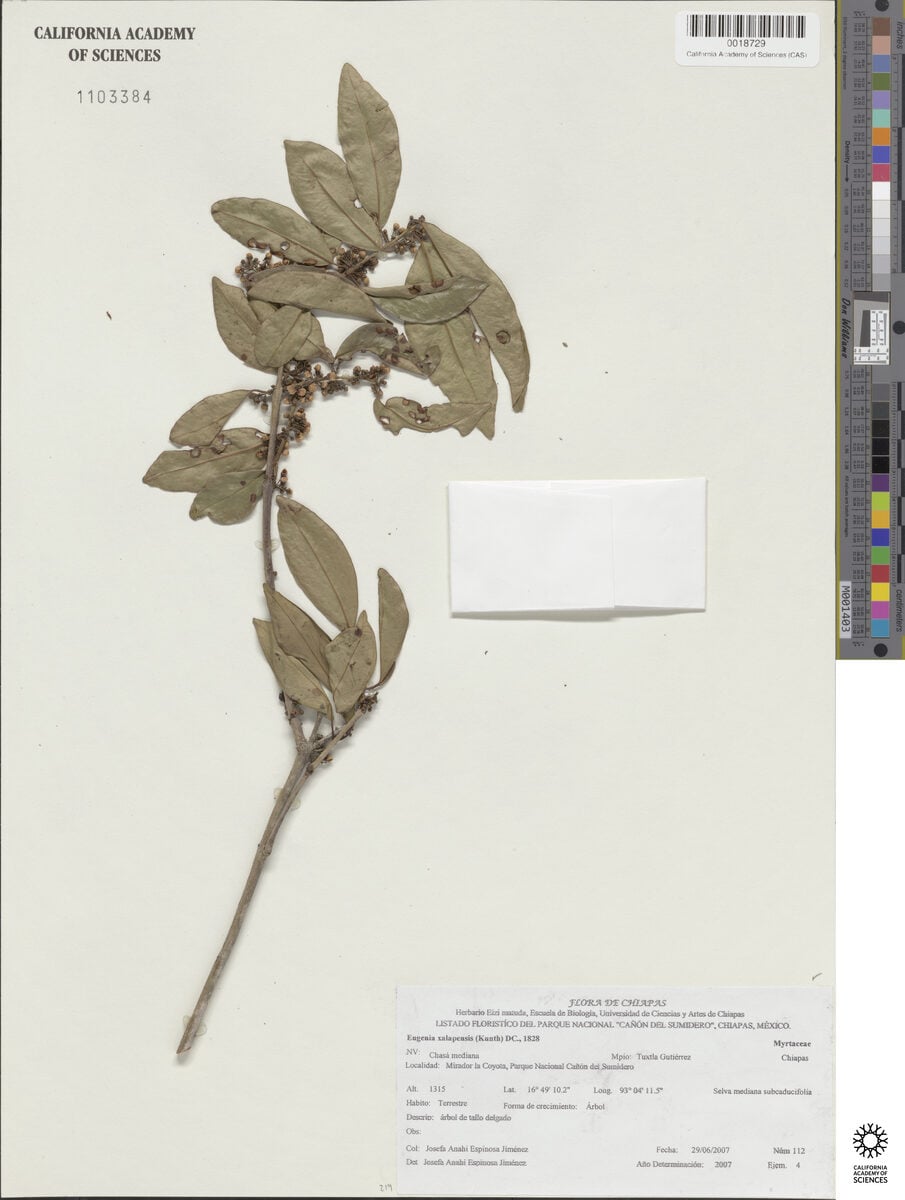 Eugenia xalapensis