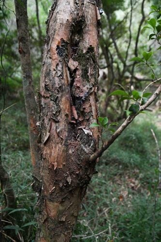 Eugenia zuluensis (Paper-bark myrtle) — photo