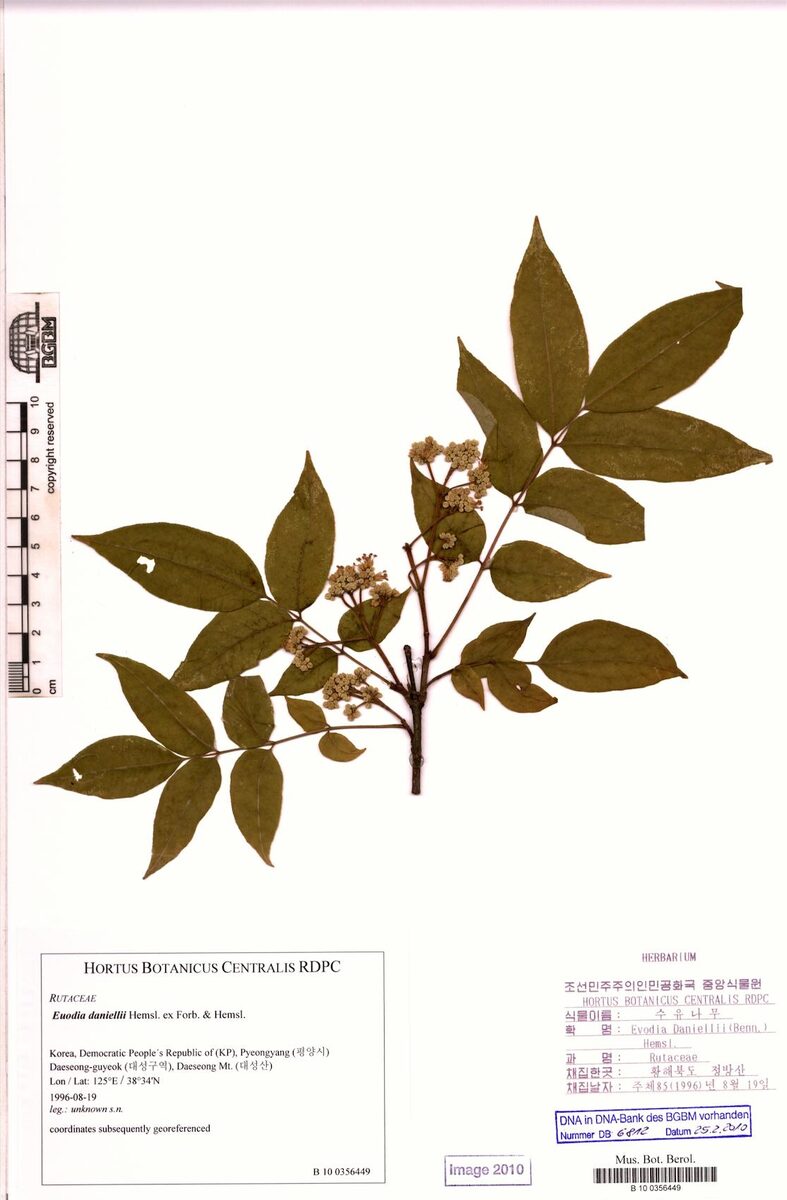 Euodia daniellii - (Benn.)Hemsl. — photo
