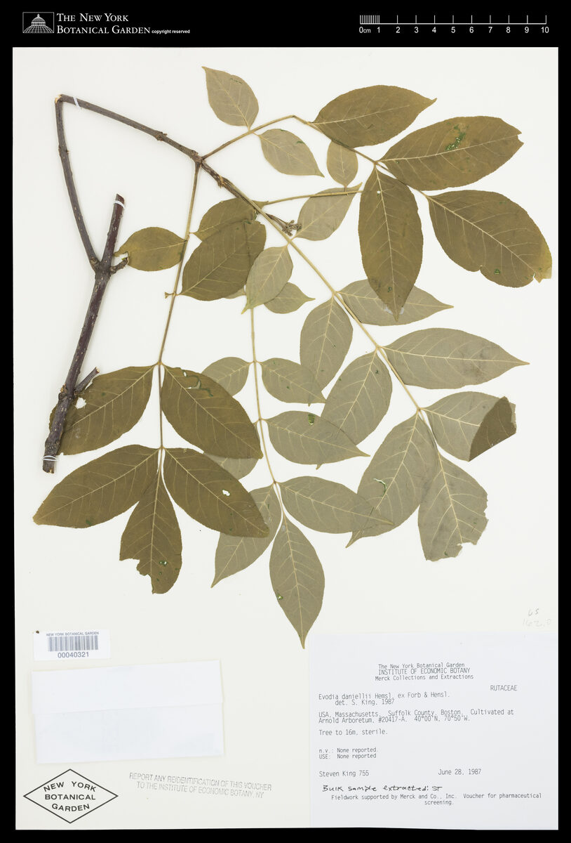 Euodia daniellii - (Benn.)Hemsl. — photo