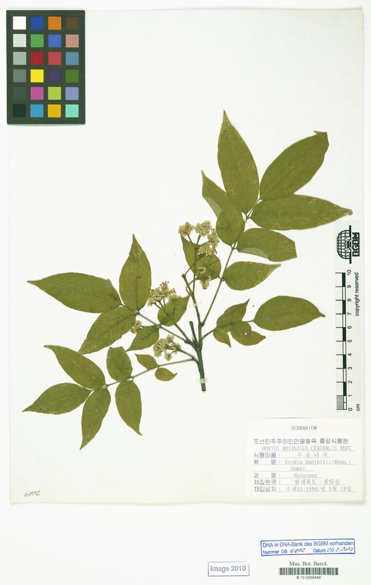 Euodia daniellii - (Benn.)Hemsl.