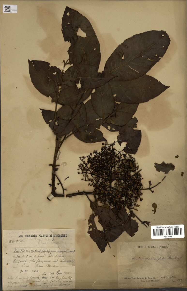 Euodia fraxinifolia — photo