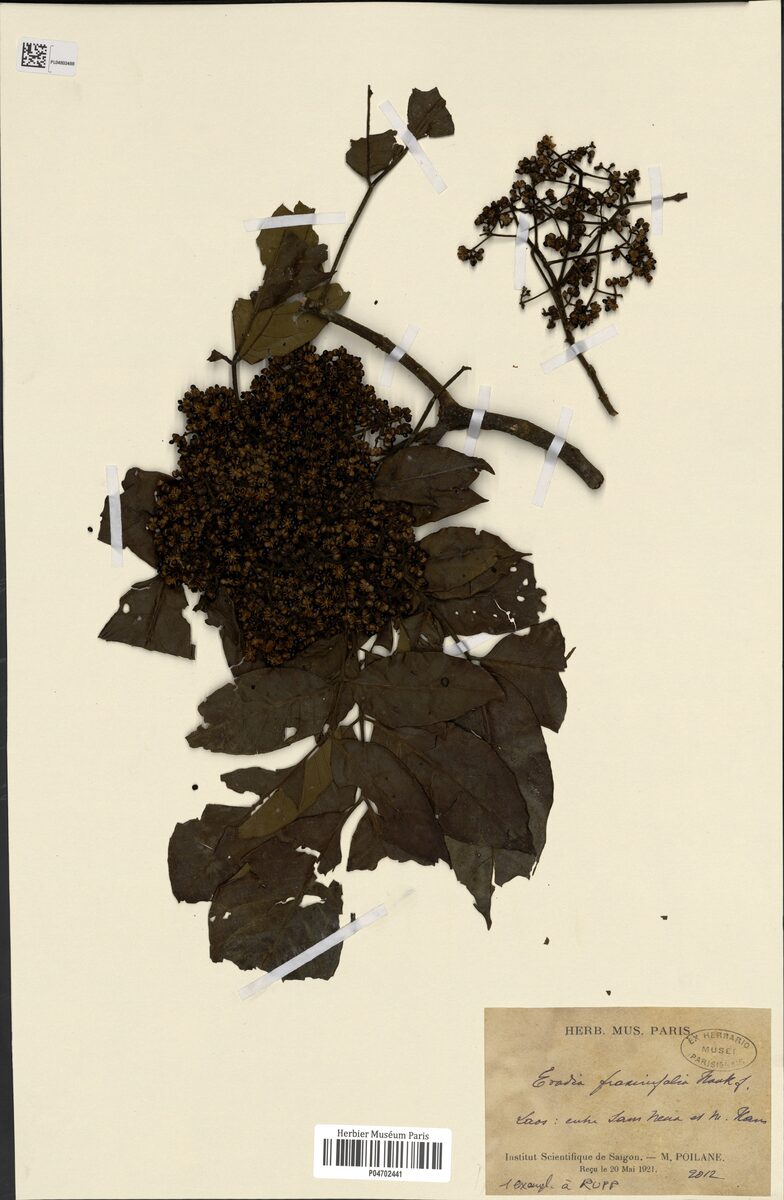 Euodia fraxinifolia — photo