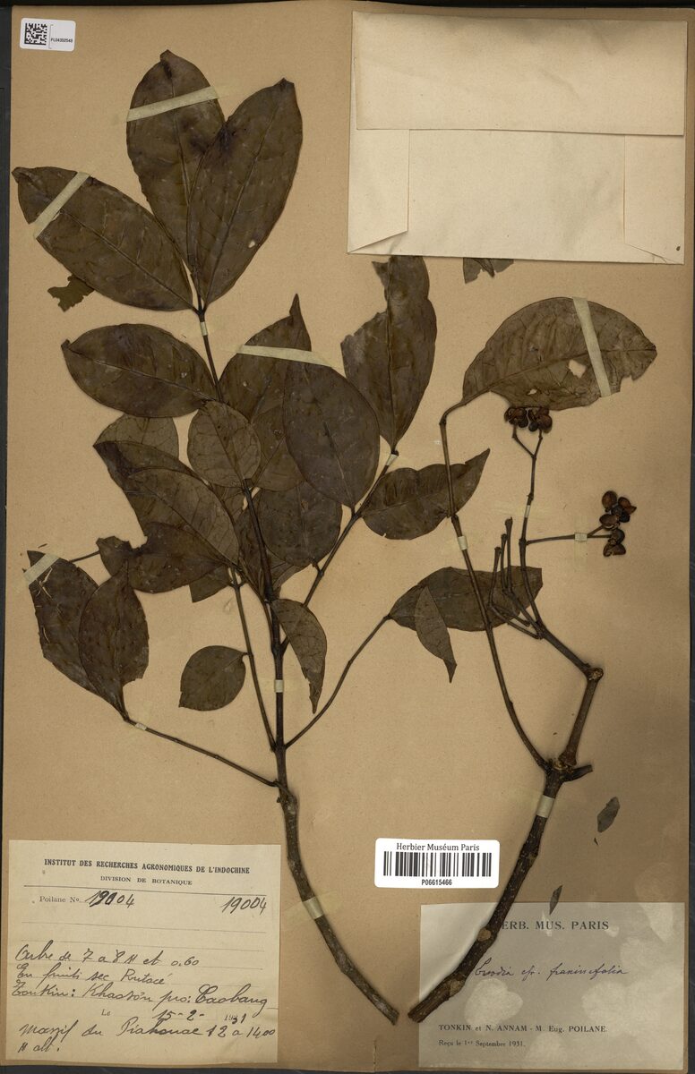 Euodia fraxinifolia