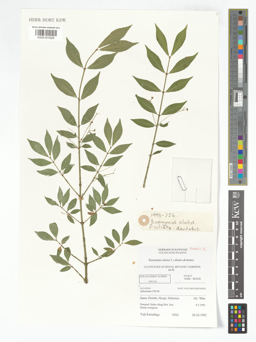 Euonymus alatus apterus (Winged Spindle Tree) — photo