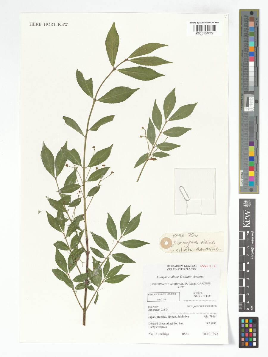 Euonymus alatus apterus (Winged Spindle Tree) — photo