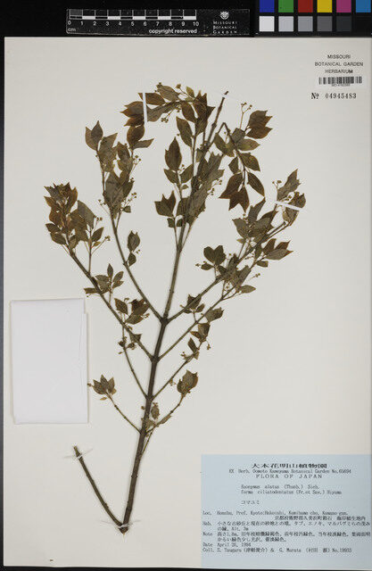 Euonymus alatus apterus