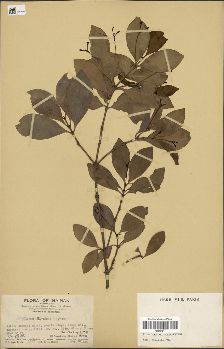 Euonymus gibber — photo