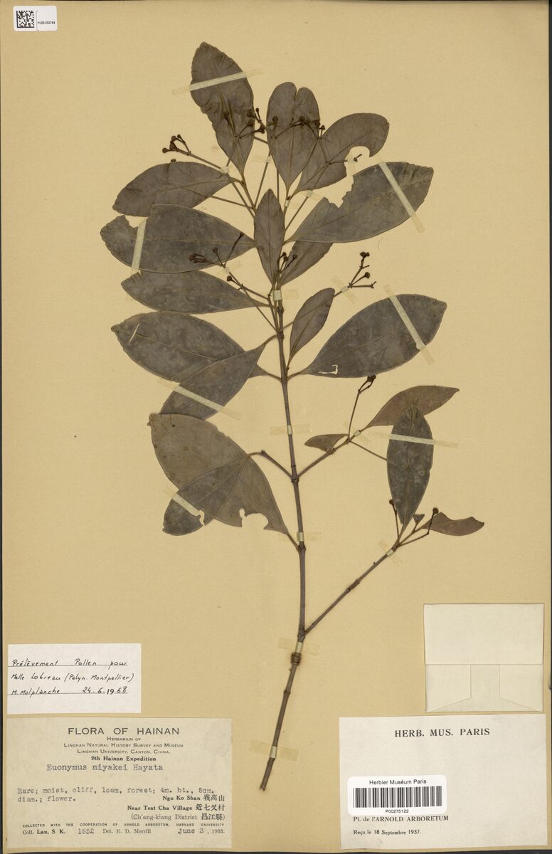 Euonymus gibber — photo