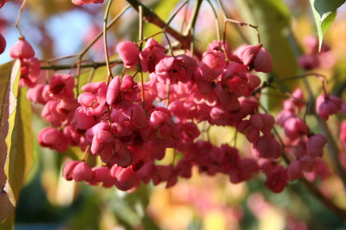 Euonymus hamiltonianus (Yeddo euonymus) — photo