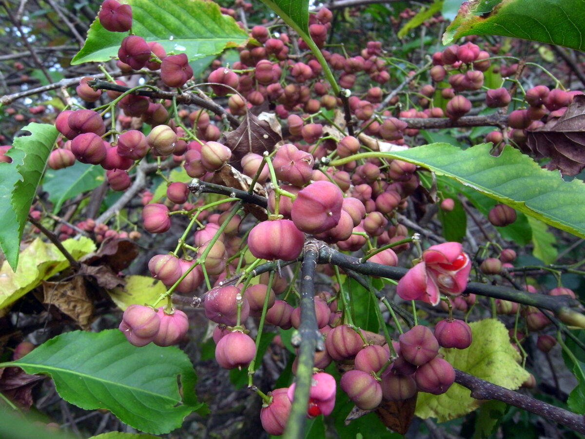 Euonymus hamiltonianus (Yeddo euonymus) — photo