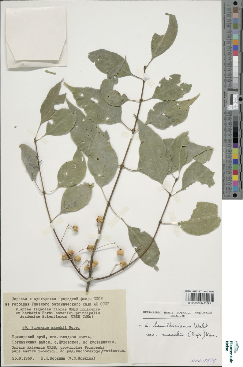 Euonymus hamiltonianus maackii - (Rupr.)Komar.
