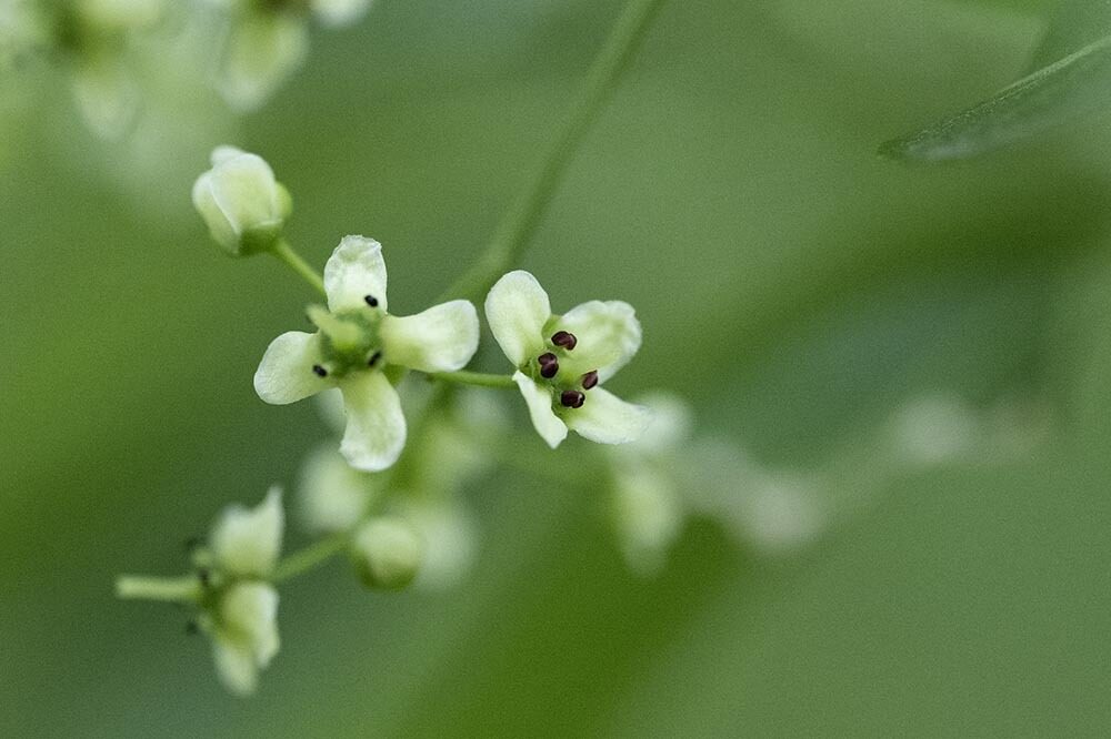 Euonymus hamiltonianus sieboldianus - (Blume.)Hara. — photo