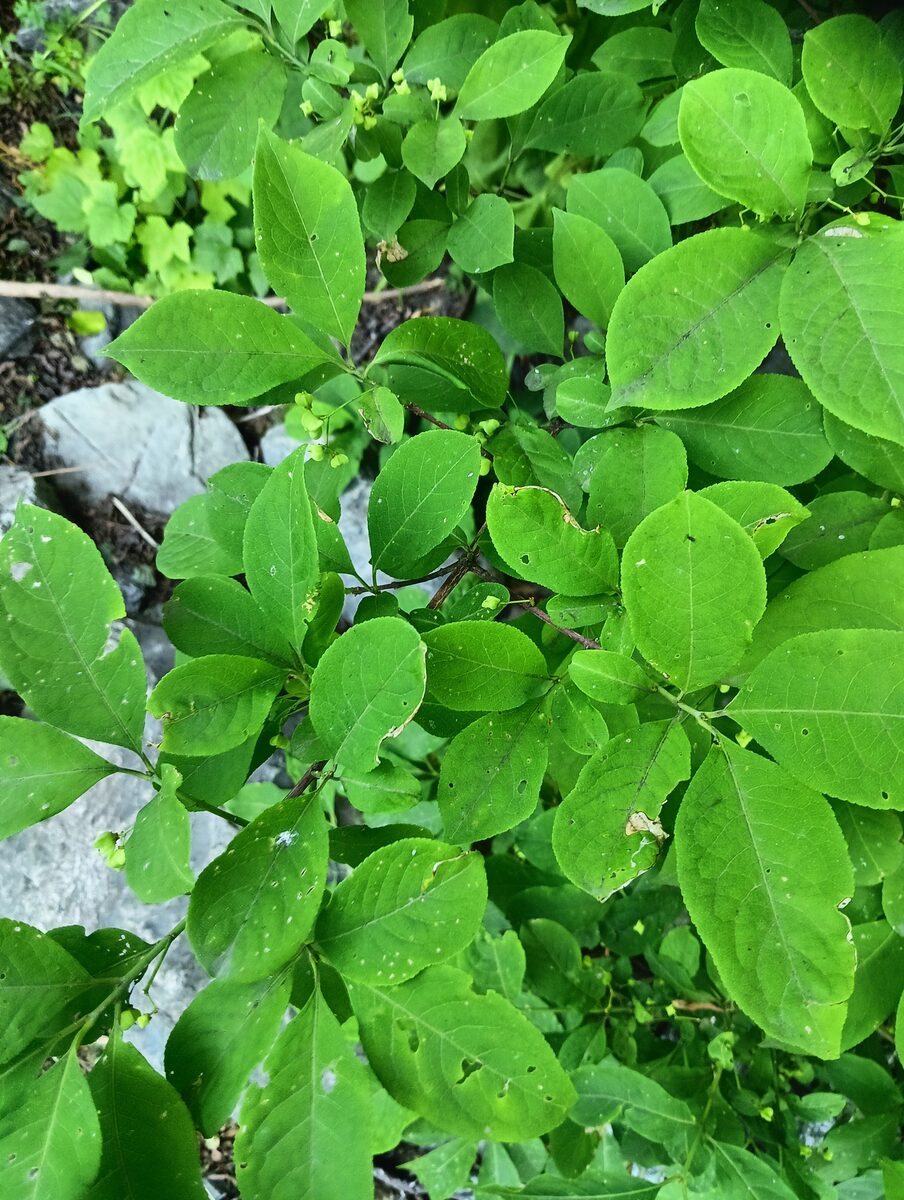 Euonymus hamiltonianus sieboldianus - (Blume.)Hara. — photo
