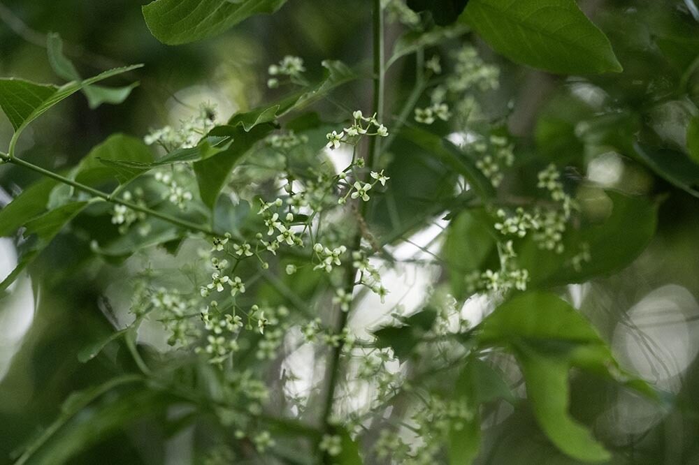 Euonymus hamiltonianus sieboldianus - (Blume.)Hara.