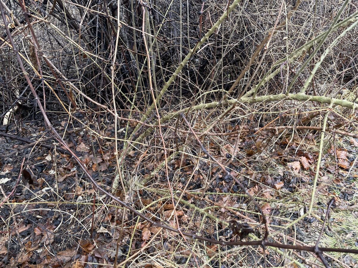 Euonymus hamiltonianus (Yeddo euonymus) — photo