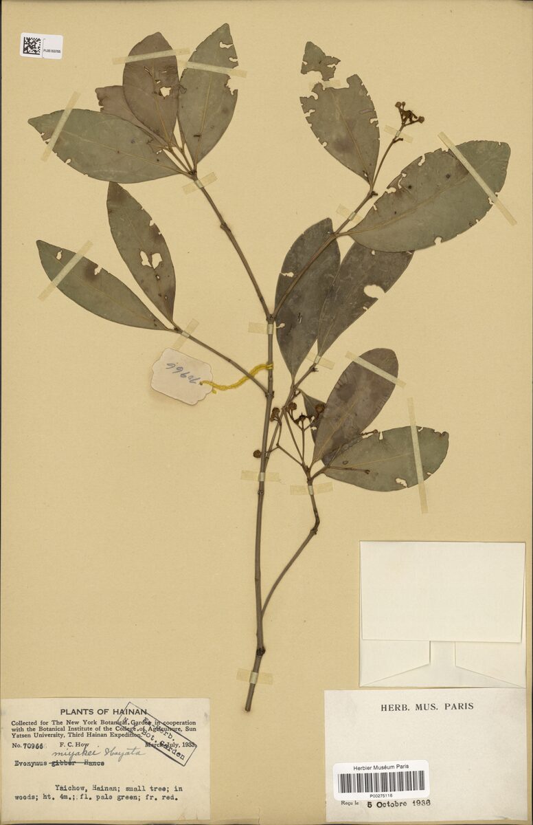 Euonymus miyakei