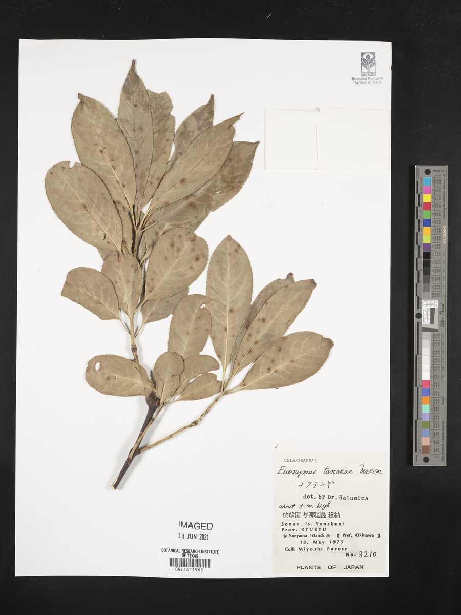 Euonymus tanakae — photo