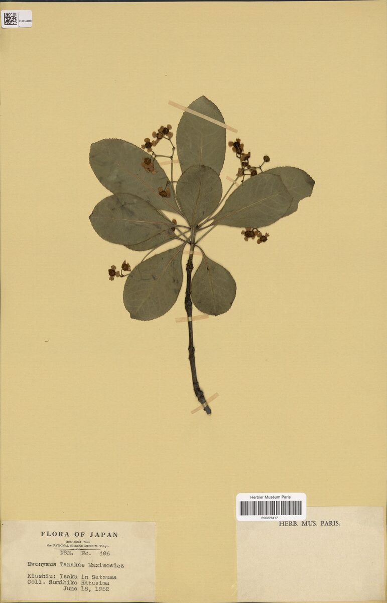 Euonymus tanakae — photo