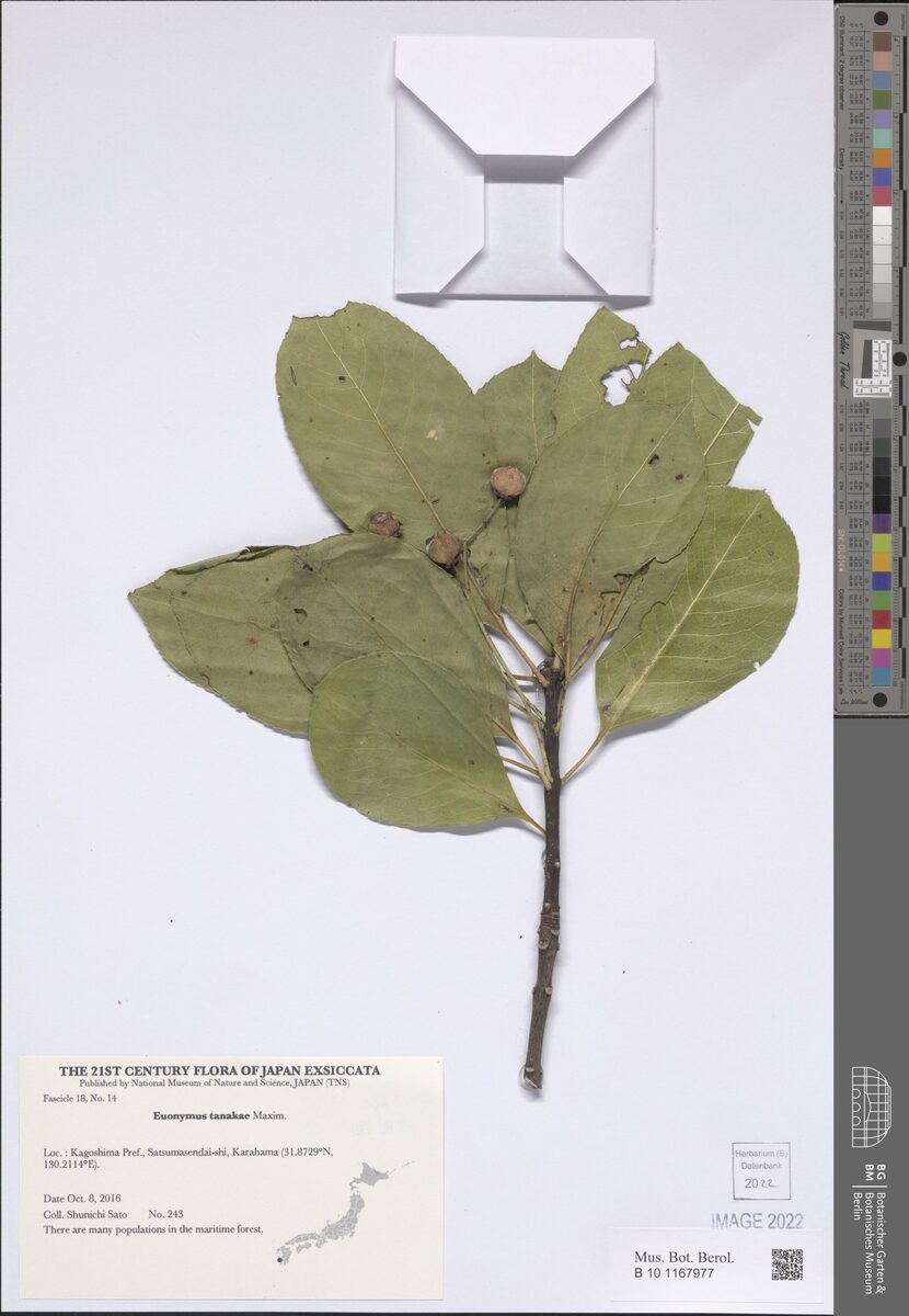 Euonymus tanakae