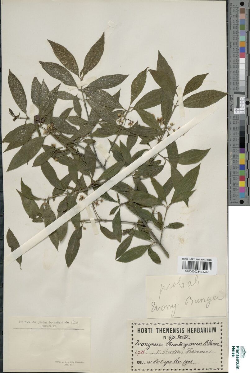 Euonymus thunbergianus — photo