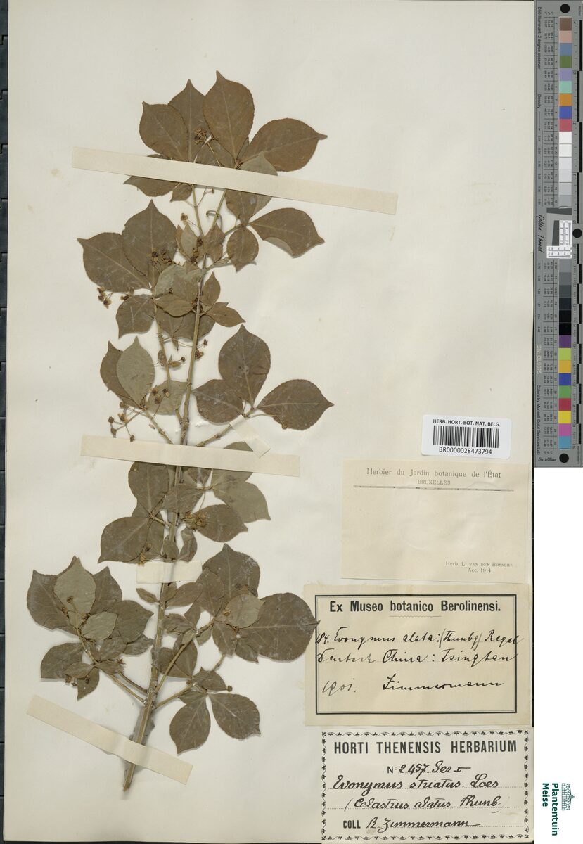 Euonymus thunbergianus — photo