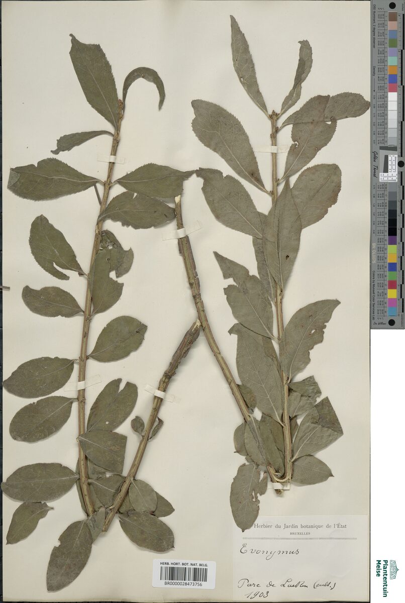Euonymus thunbergianus
