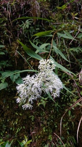 Eupatorium chinense — photo