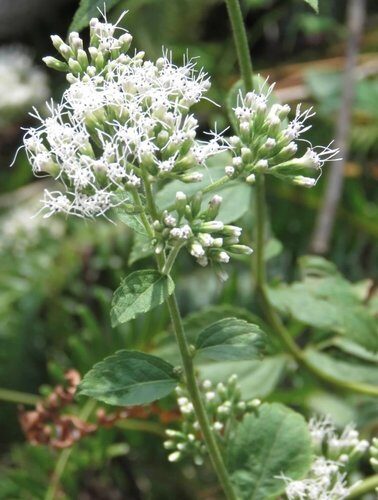 Eupatorium chinense